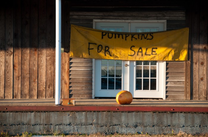 Pumpkin[s] For Sale Suffolk, Virginia