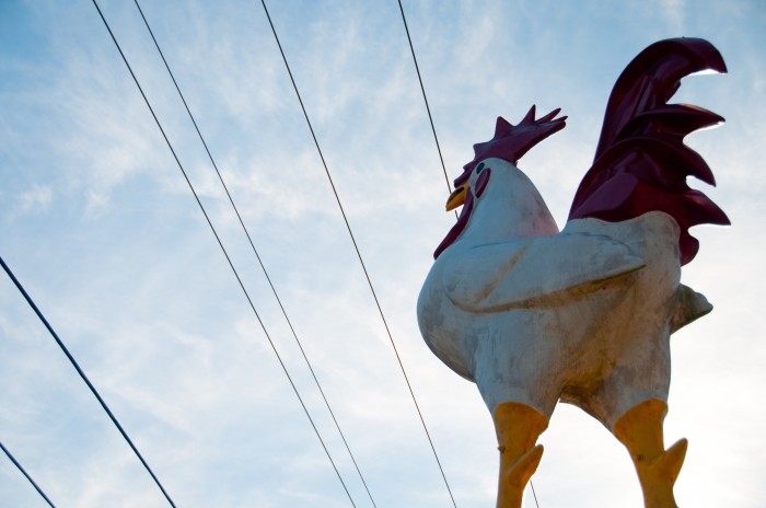 Chicken Painter, Virginia