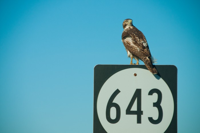 Hawk Cape Charles, Virginia